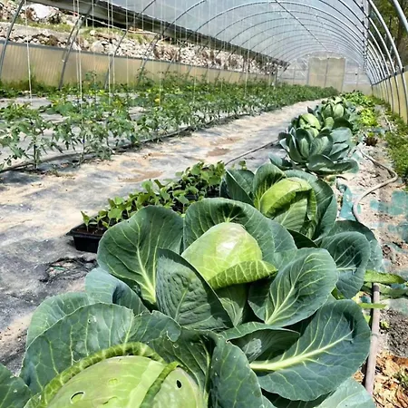 Кемпинг Agricamping Le Terrazze Орко-Фельино