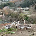 Camping Agricamping Le Terrazze Orco Feglino