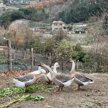 مكان تخييم Agricamping Le Terrazze اوركو فيغلينو