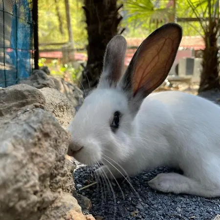 Agricamping Le Terrazze * اوركو فيغلينو