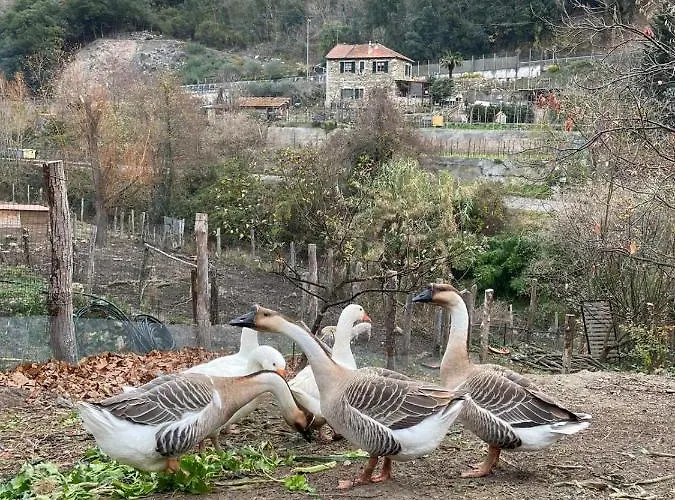 Campeggio Agricamping Le Terrazze Orco Feglino