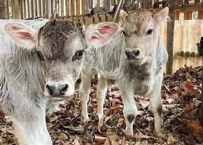 Campeggio Agricamping Le Terrazze