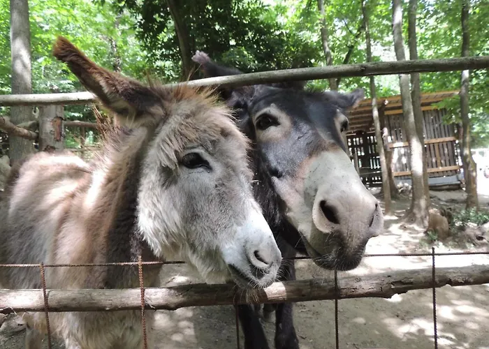 Campeggio Agricamping Le Terrazze *